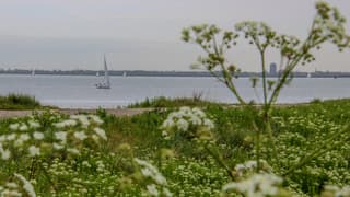 Zeilen achter het fluitenkruid