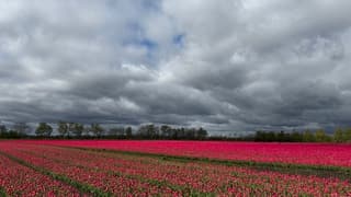 Tulpen 