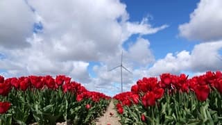 Rode tulpen bij wolken en zon