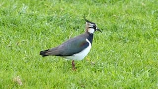 Kievit in het veld