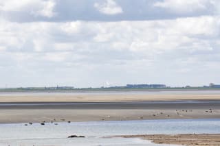 zeehonden westerschelde doodtei Rilland 2