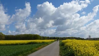 Koolzaadvelden springen eruit. Kleurig.