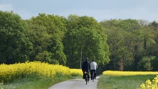 Koolzaadvelden springen eruit. Kleurig.