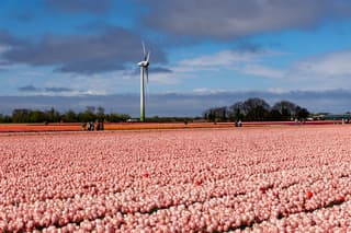 Wandeldag Bloeiend Zijper 