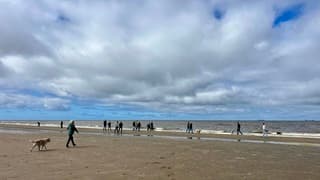 Met de honden wandelen  langs de vloedlijn 