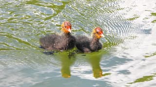 Kuikens van een Meerkoet