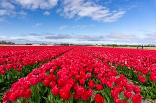 Wandelen door de roze bollenvelden 