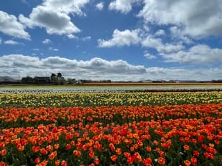Tulpenbollen velden 