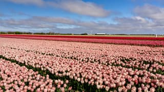 Roze bollenvelden met bewolkte lucht