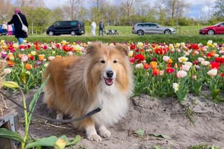 Mooi hondje tussen de tulpen. 