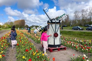 Zon en wolken tussen de tulpen. 