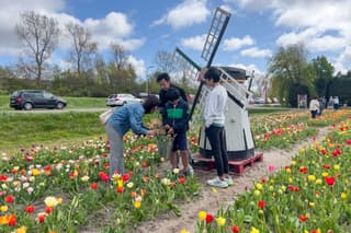 Zon en wolken tussen de tulpen. 