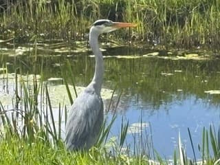 Reiger