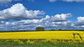 wolken en zon en koolzaadveld