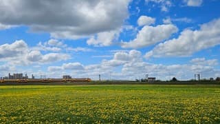 Bloemenveld met trein