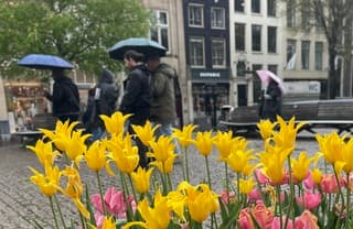 Prima groei weer voor de tulpen in de bakken.