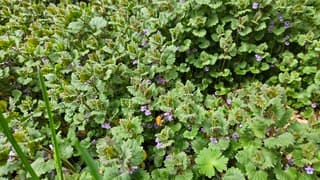Hommel druk bezig