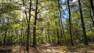 Zon in bos