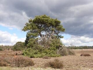 Donkere wolken boven de hoge Veluwe 