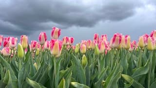 Dreigende wolken boven tulpenveld 