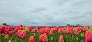 Bewolking en regen boven natte kleurrijke Groninger tulpen 