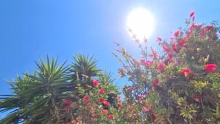 Zonovergoten op Ibiza 