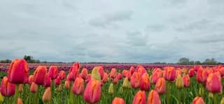 Bewolking boven natte kleurrijke Groninger tulpen vanmiddag