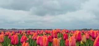 Regenwolken boven mooie kleurrijke Groninger tulpen 