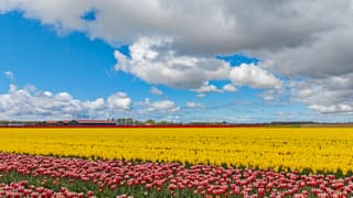 Tulpenvelden in de zon