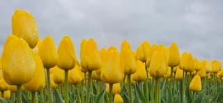Regenwolken boven natte gele Groninger tulpen vanmiddag 