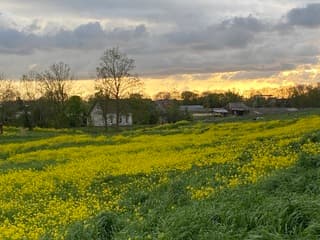 Het gouden uur in de geel gekleurde koolzaadvelden