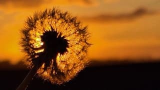 Fijne avond wens ik Diana, Henk, Loes, Elly, Gerrie en Geno met groetjes en dank voor de mooie reakties.