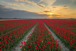 Tulpenveld nabij Ulrum (Groningen) vanavond 