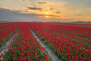 Tulpenveld nabij Ulrum (Groningen) vanavond 