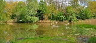Meeuwen vinden wat lekkers in het water.