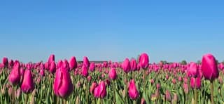 Strak blauwe lucht en zon boven Groninger tulpenveld 