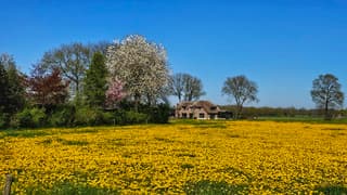 paardebloemen 