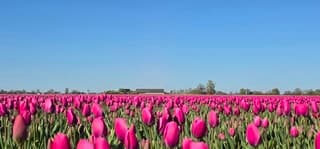 Strak blauwe lucht en zon boven Groninger tulpenveld 