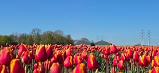 Strak blauwe lucht en zon boven rood gele tulpen vanmiddag 