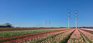 Strak blauwe lucht en zon boven kleurrijk tulpenveld 