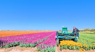 Het "koppen" van tulpen, het wordt  het meeste machinaal gedaan.