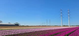 Strak blauwe lucht en zon boven Groninger tulpenveld 