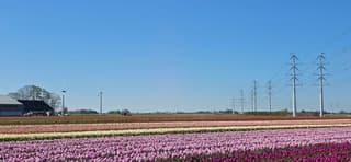 Strak blauwe lucht en zon boven Groninger tulpenveld 