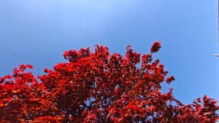 Japanse sierkers vol in bloei met blauwe lucht vandaag