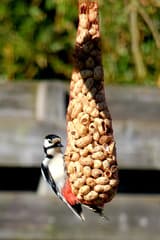 specht in eigen tuin