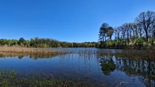 Strak blauwe lucht boven natuurplas