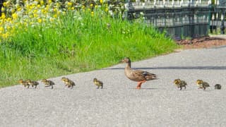 Eend met kuikens steekt over…