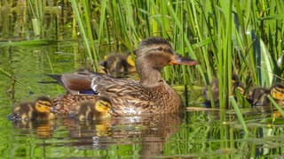 Nieuw leven bij een eend