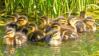 Jonge wilde eenden kuikens