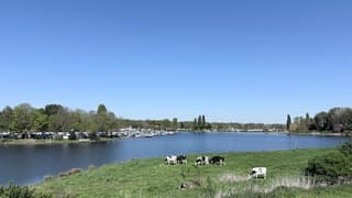Koeien grazen langs de Maas